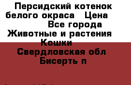 Персидский котенок белого окраса › Цена ­ 35 000 - Все города Животные и растения » Кошки   . Свердловская обл.,Бисерть п.